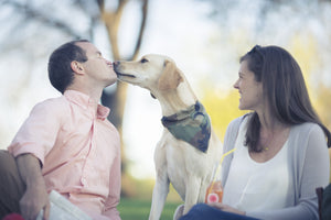 Dog Bandana