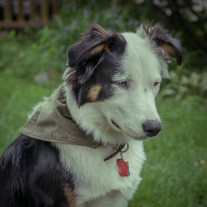 Dog Bandana - Dog Bandana